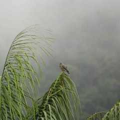 Rupornis magnirostris