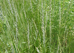 Elymus smithii