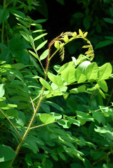 Robinia hispida hispida
