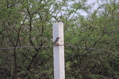 Campylorhynchus brunneicapillus