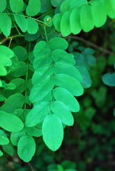 Robinia hispida hispida