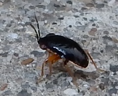 Geocoris uliginosus