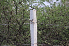 Campylorhynchus brunneicapillus