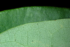 Robinia hispida hispida