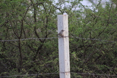 Campylorhynchus brunneicapillus