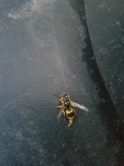 Ancistrocerus parietum