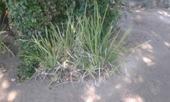 Poaceae
