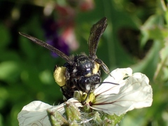 Andrena agilissima