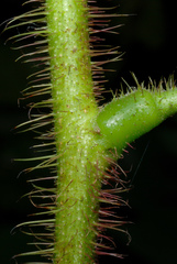 Robinia hispida hispida