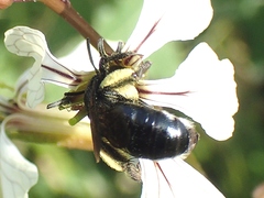 Andrena agilissima