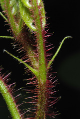 Robinia hispida hispida