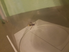 Ancistrocerus parietum