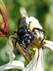 Andrena agilissima