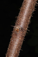 Robinia hispida hispida