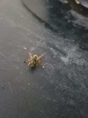 Ancistrocerus parietum