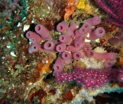 Haliclona mediterranea