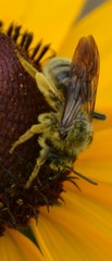 Andrena rudbeckiae