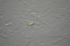 Polana quadrinotata