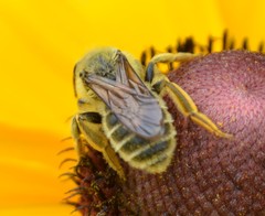 Andrena rudbeckiae