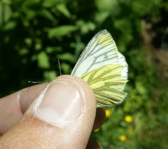 Pieris bryoniae