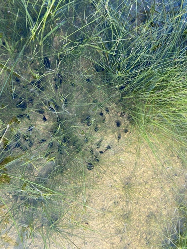 Eleocharis vivipara image