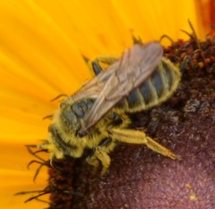 Andrena rudbeckiae