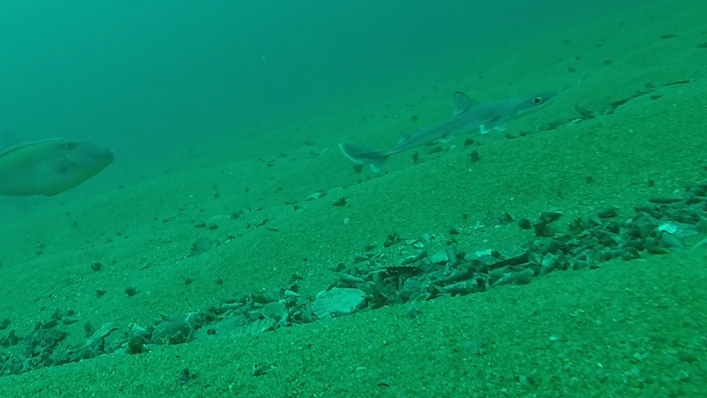 Shortnose spurdog (Squalus megalops) — Squalidae