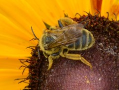 Andrena rudbeckiae