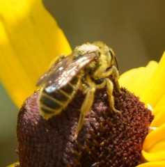 Andrena rudbeckiae
