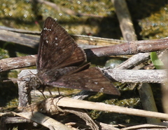 Erynnini