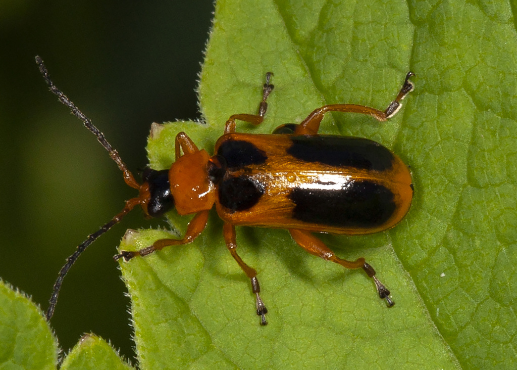 Phyllobrotica decorata