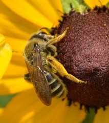 Andrena rudbeckiae