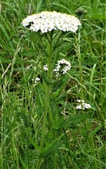 Achillea millefolium