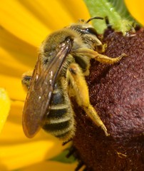 Andrena rudbeckiae