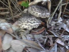 Strobilomyces strobilaceus image