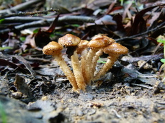 Pholiota squarrosipes