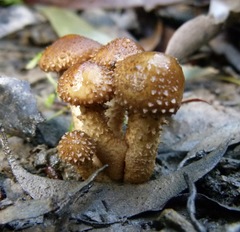 Pholiota squarrosipes