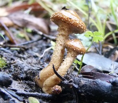 Pholiota squarrosipes