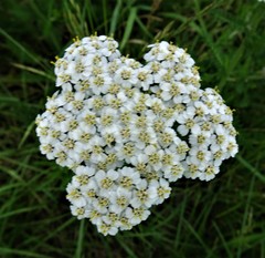 Achillea millefolium