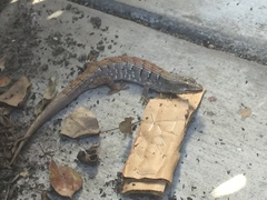 Elgaria multicarinata