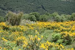 Adenocarpus hispanicus