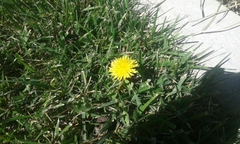 Taraxacum officinale