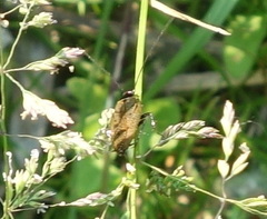 Ectobius lapponicus