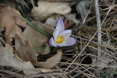 Crocus carpetanus