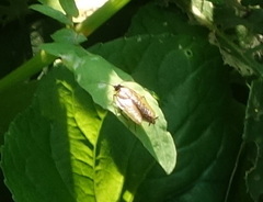 Ectobius lapponicus