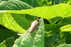 Ectobius lapponicus