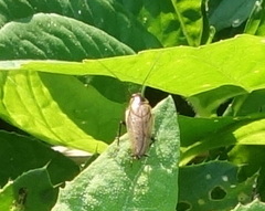 Ectobius lapponicus