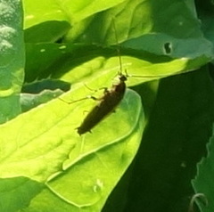Ectobius lapponicus