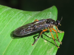 Dioctria oelandica