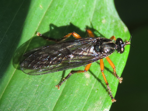 Dioctria oelandica nuotrauka